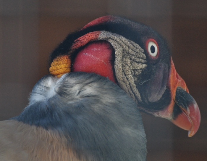 king vulture